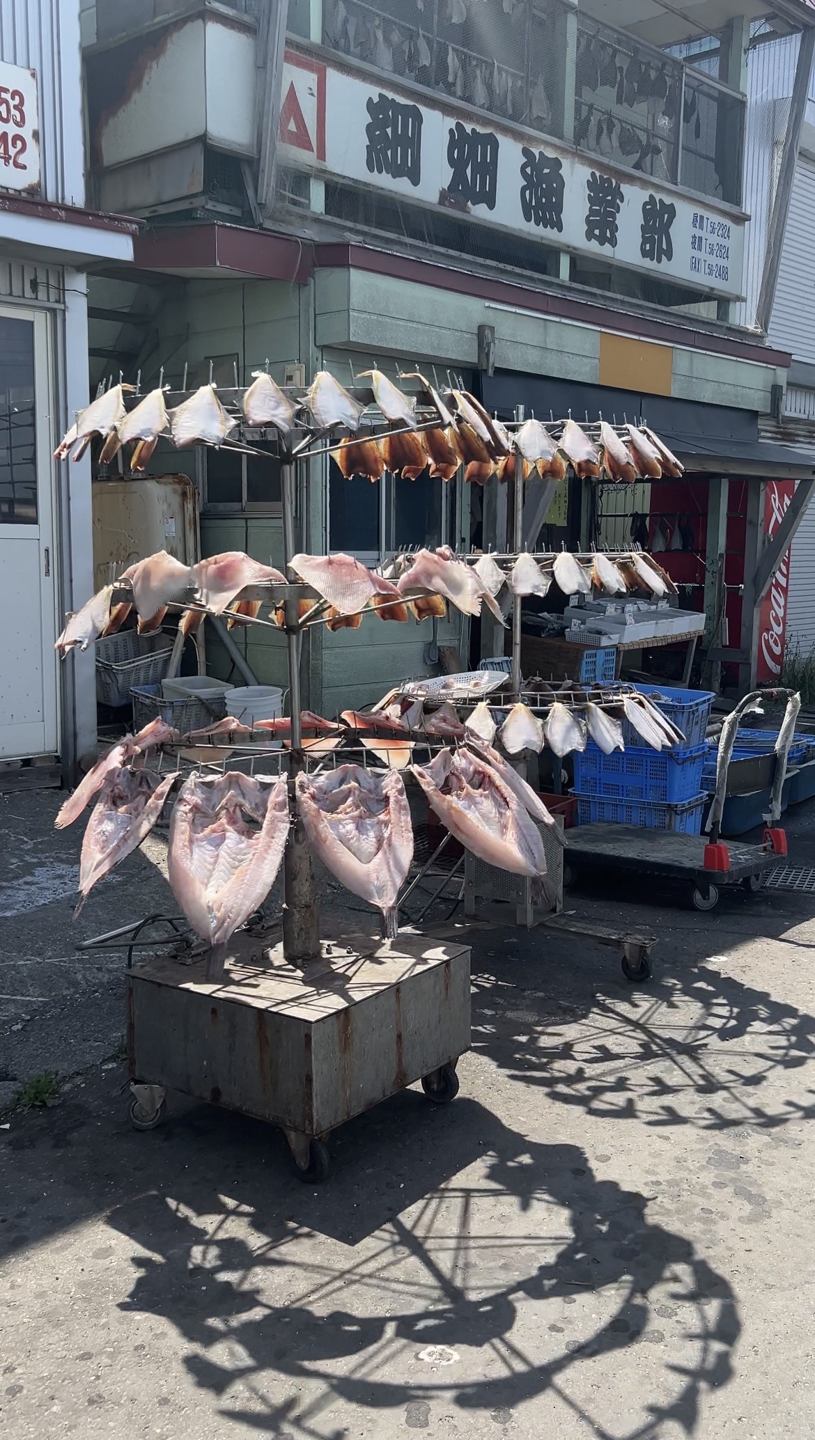 回転式魚天日干し機ホスベー①