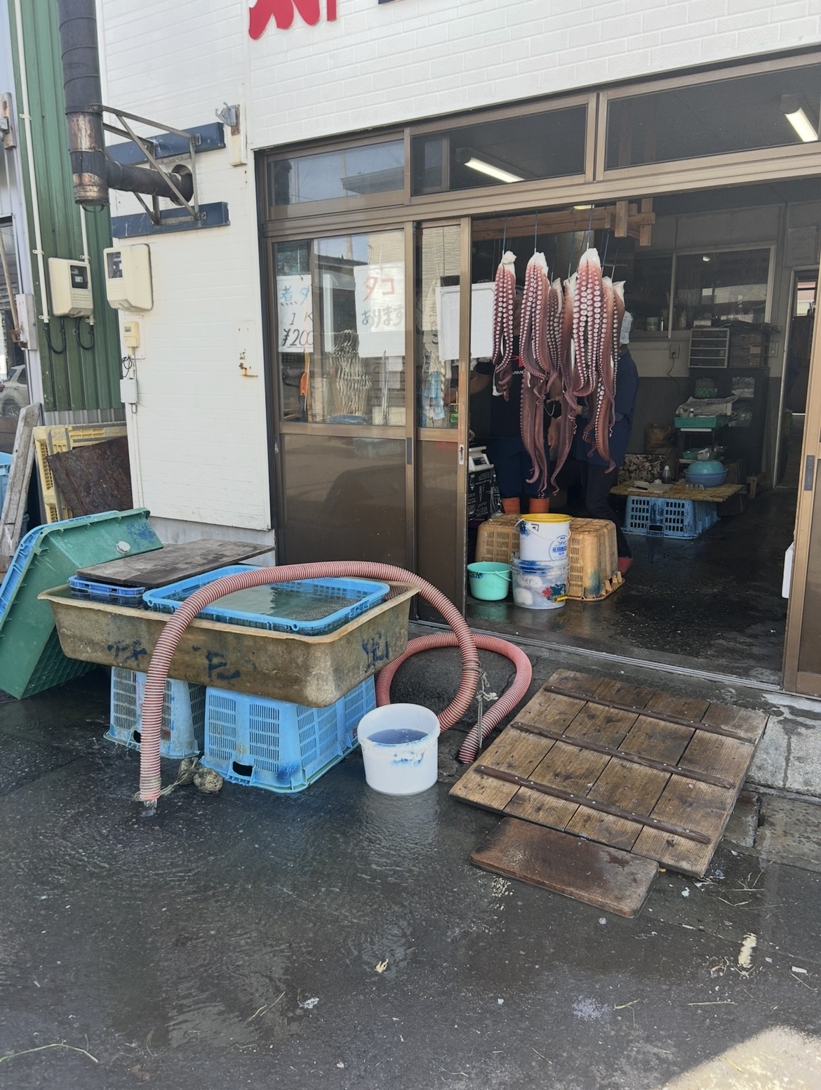 臼谷漁港タコ①